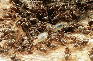 Dragging: Black Garden Ant - Dragging larvae to safety