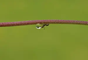 Worker: Black Garden Ant - female worker drinking from droplet