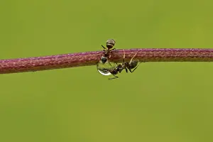 Worker: Black Garden Ant - female workers drinking from