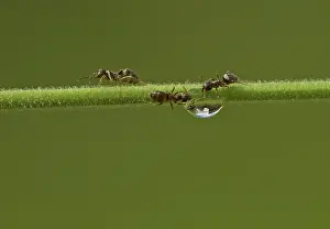 Worker: Black Garden Ant - female workers drinking from