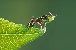 Niger: Black Garden Ant (Lasius niger) on a leaf, carr