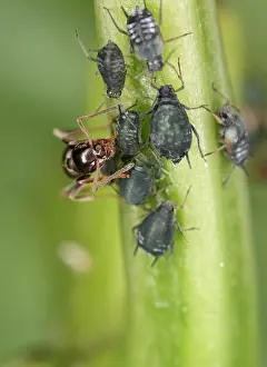 Lasius: Black garden ant - milking aphid