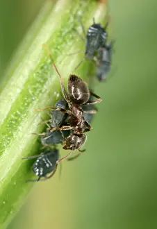 Lasius: Black Garden Ant - milking Aphid
