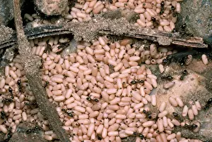 Lasius: Black Garden Ant - nest with pupae