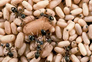 Lasius: Black Garden Ant - nest with pupae