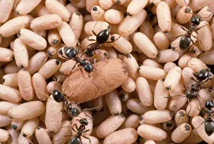 Lasius: Black Garden Ant - nest with pupae