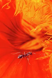 Lasius: Black Garden ANT - on petal