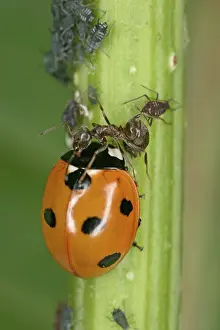 Confronation: Black Garden Ant - protecting aphids from 7-spot Ladybird