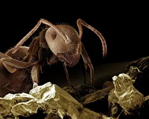 Lasius: Black Garden Ant - with sugar;