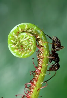Sticky: Black Garden Ant - on sundew curl