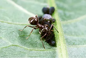 Operation: BLACK GARDEN ANT - Tending aphids