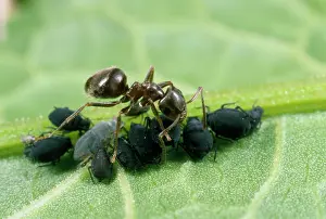 Tending: Black Garden Ant - tending black bean aphids