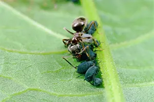 Tending: Black garden ANT - tending / milking aphids / blackfly