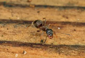 Lasius: Black Garden Ant - on wood