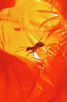 Lasius: Black Garden Ants