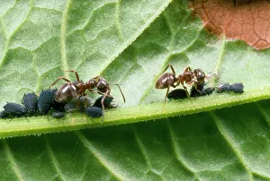 Lasius: Black Garden Ants - on leaf, tending aphids