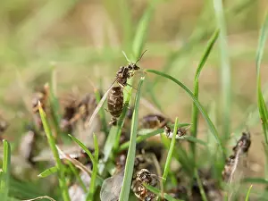 Ants: Black garden ants - winged females
