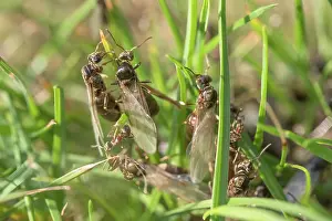 Ants: Black garden ants - winged females