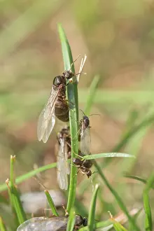 Ants: Black garden ants - winged females and males