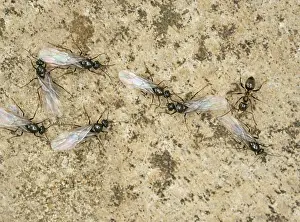 Lasius: Black Garden Ants - winged leaving nest