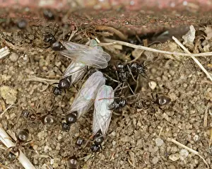Lasius: Black garden ants - winged leaving nest