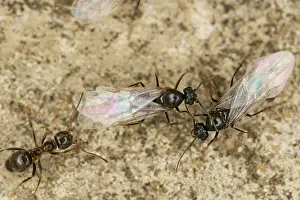 Lasius: Black Garden Ants - winged queens with worker