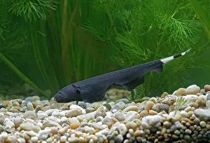Knifefish: Black Ghost Knifefish - side view on bottom by weeds