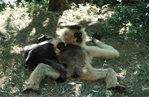 Gibbon: BLACK GIBBON - and young on ground