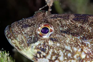 Niger: Black Goby