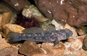 Gobies: BLACK GOBY - BY ROCKS, UK