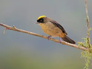 Tanager: Black Goggled Tanager Trichothraupis melanops Atlantic
