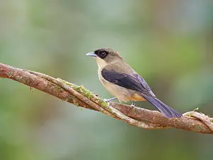 Tanager: Black Goggled Tanager Trichothraupis melanops Atlantic