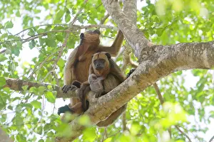 Howler: Black and Gold Howler Monkey