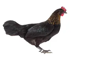 black golden hackle Ardennaise Chicken hen