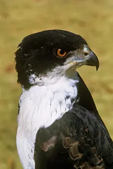 R M Bloomfield: Black Goshawk - female