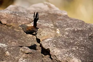 Beneath: Black Grasswren - bounds from rock to rock disappearing