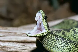 Fangs: Black and Green Bush Viper - Threat gape
