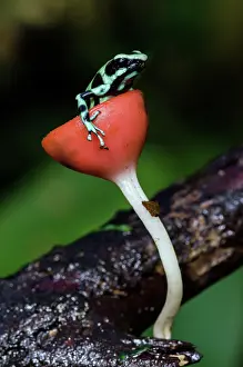 Selva: Black and Green Poison-dart Frog