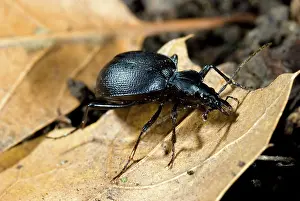 Punctatus: Black Ground Beetle