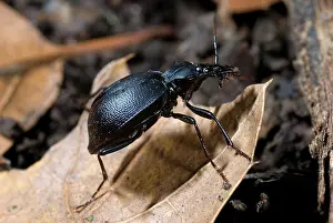 Punctatus: Black Ground Beetle