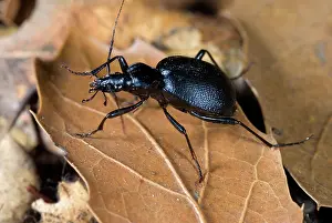 Punctatus: Black Ground Beetle