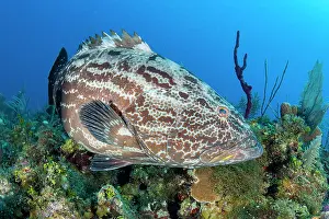 Queens: Black Grouper (Mycteroperca bonaci), in the Queens