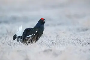 Tetrix: Black Grouse
