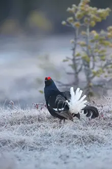 Tetrix: Black Grouse