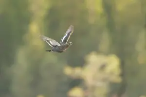 Tetrix: Black Grouse