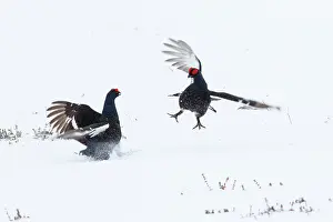 Lekking: Black Grouse