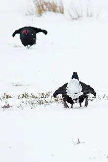 Lekking: Black Grouse