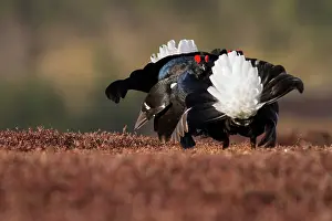 Lekking: Black Grouse