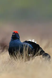 Tetrix: Black Grouse