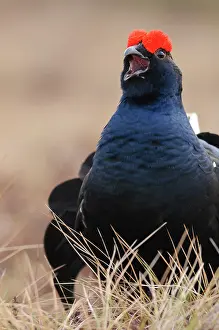 Lekking: Black Grouse